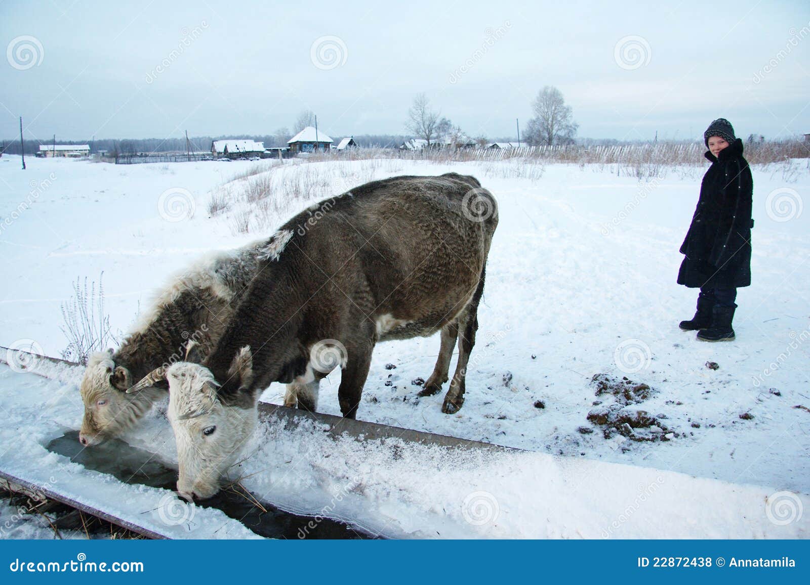 Коровы Зимой Фото