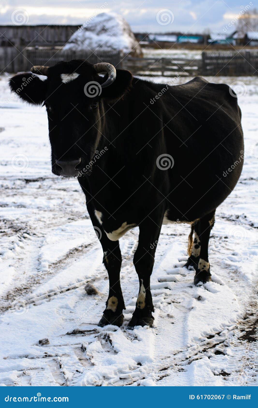 Коровы Зимой Фото