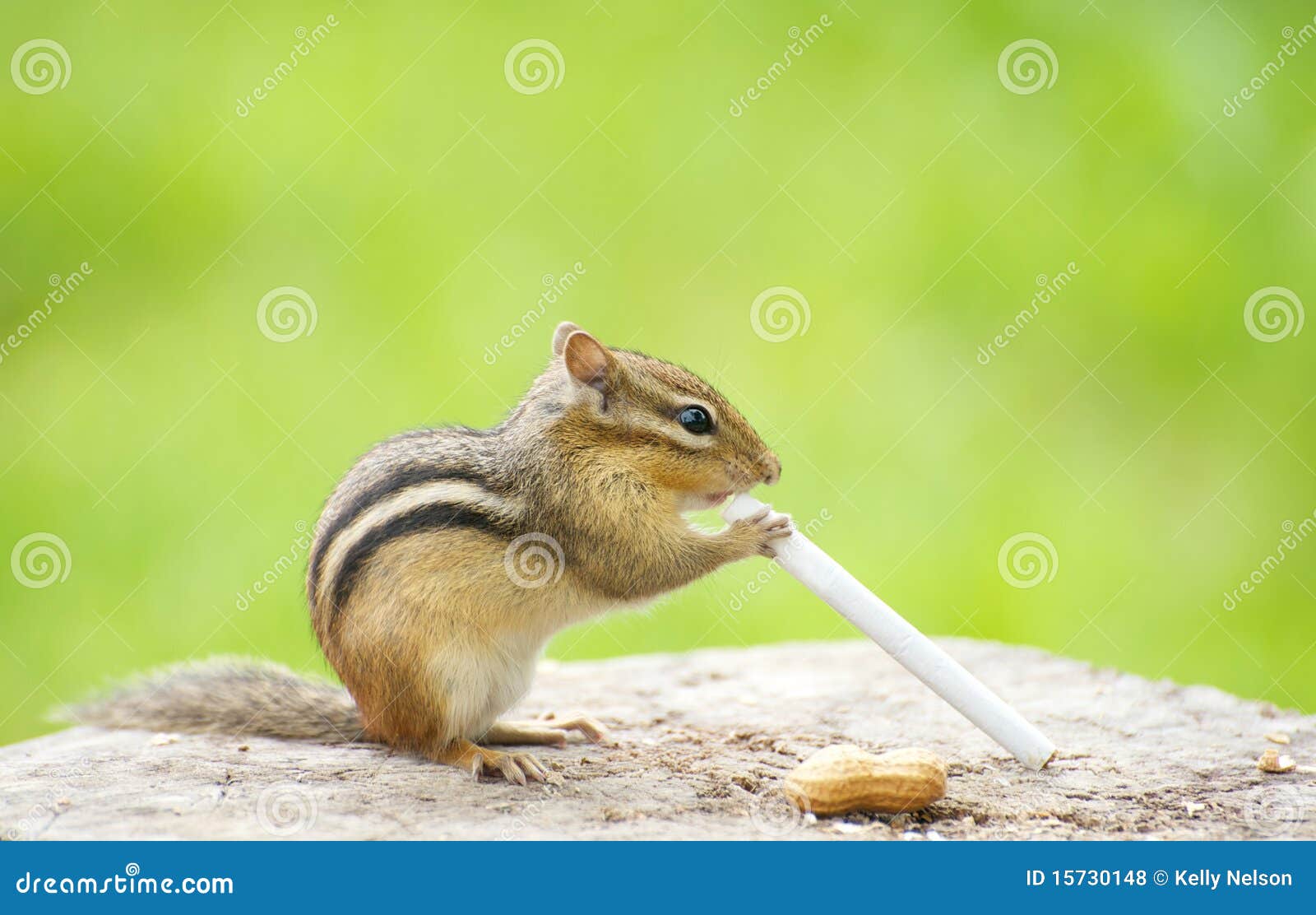 Lil Chipmunk Twitch