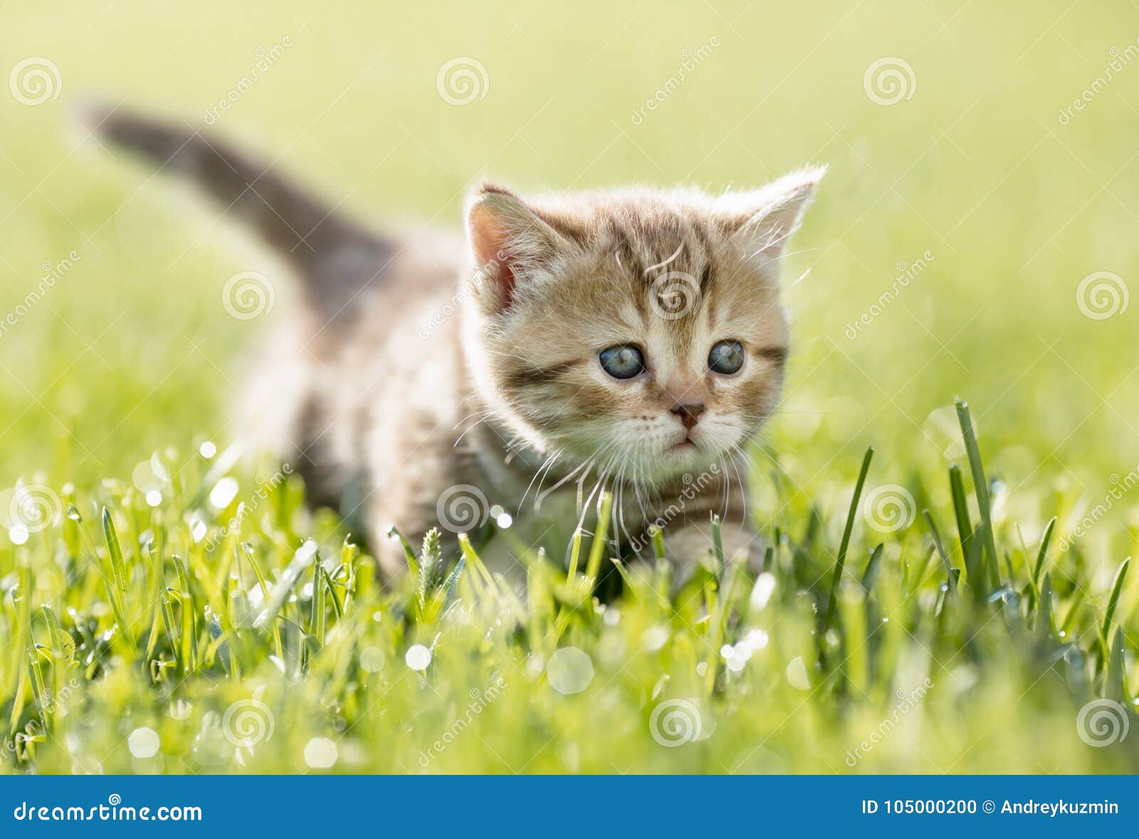 Котенок В Траве Фото