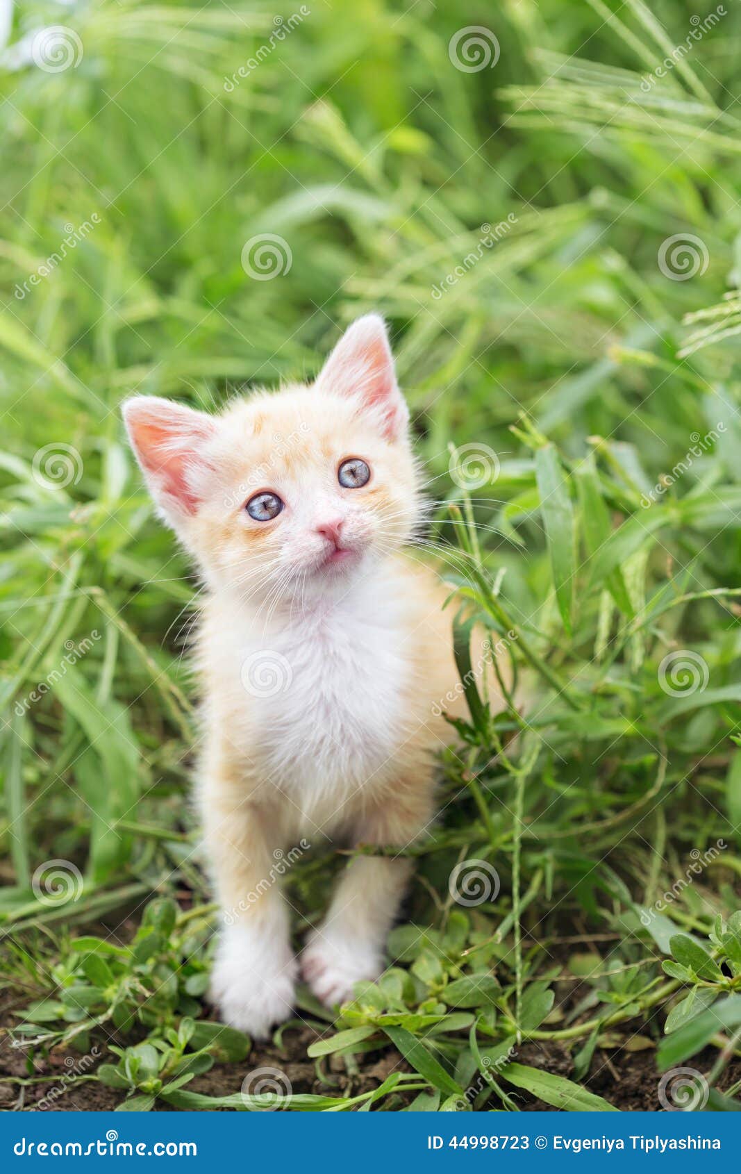 Котенок В Траве Фото