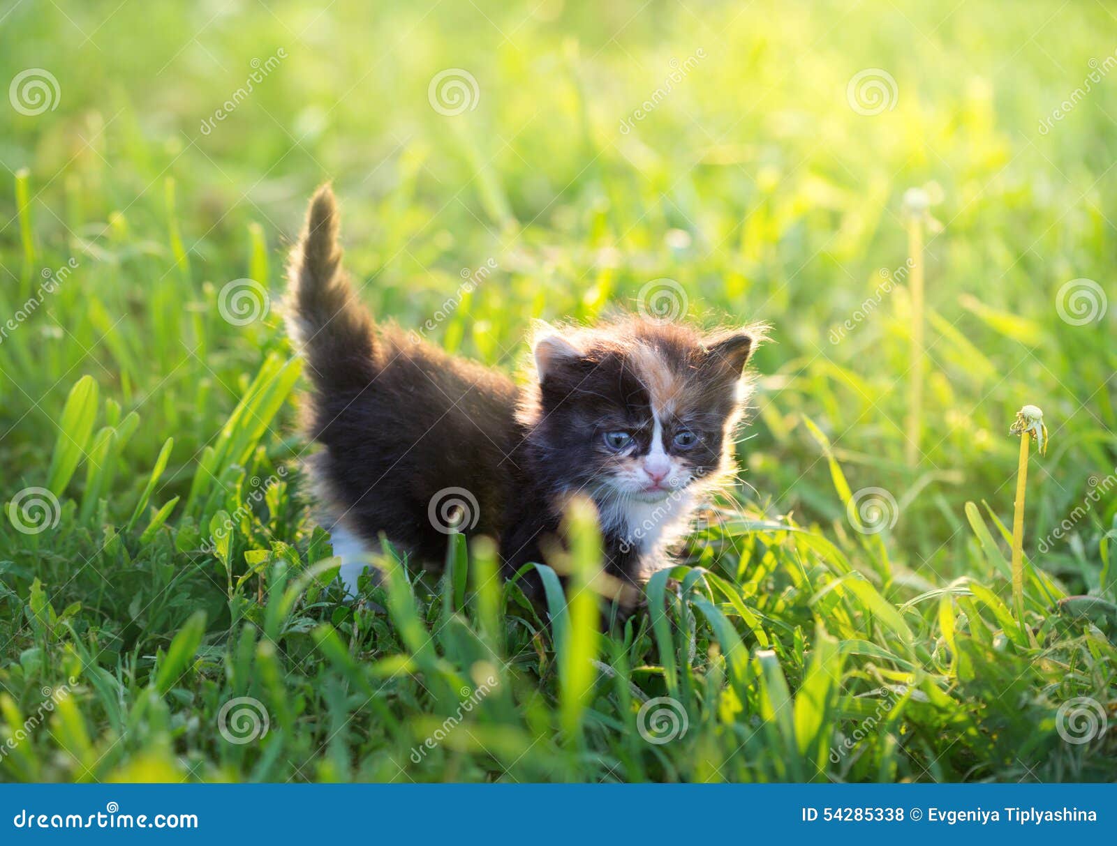 Котенок В Траве Фото