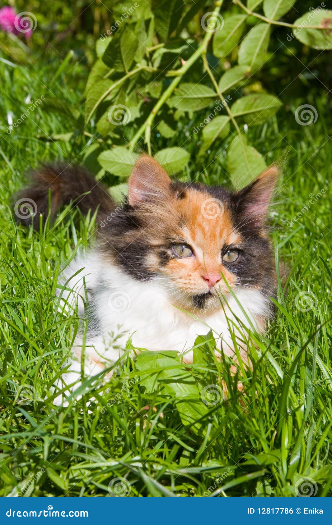 Котенок В Траве Фото