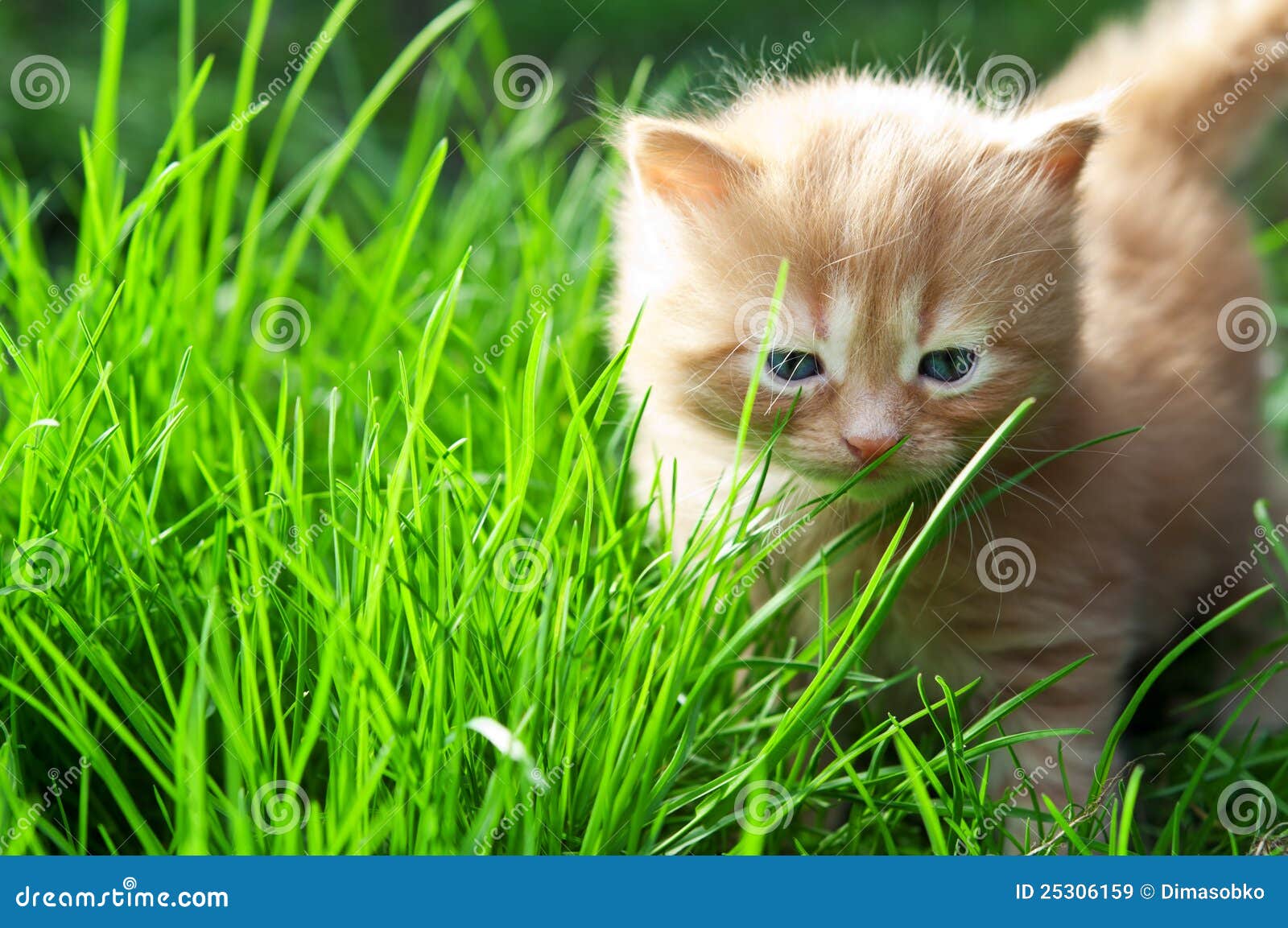 Фото Зеленых Котят