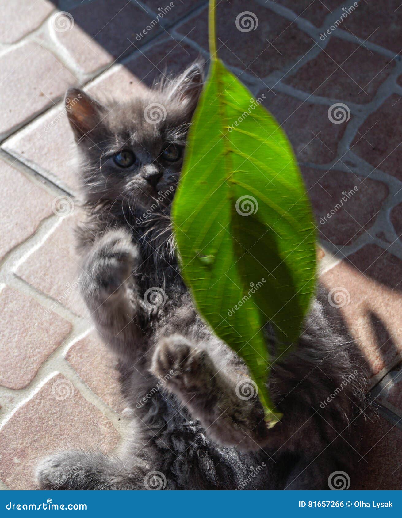 Фото Зеленых Котят