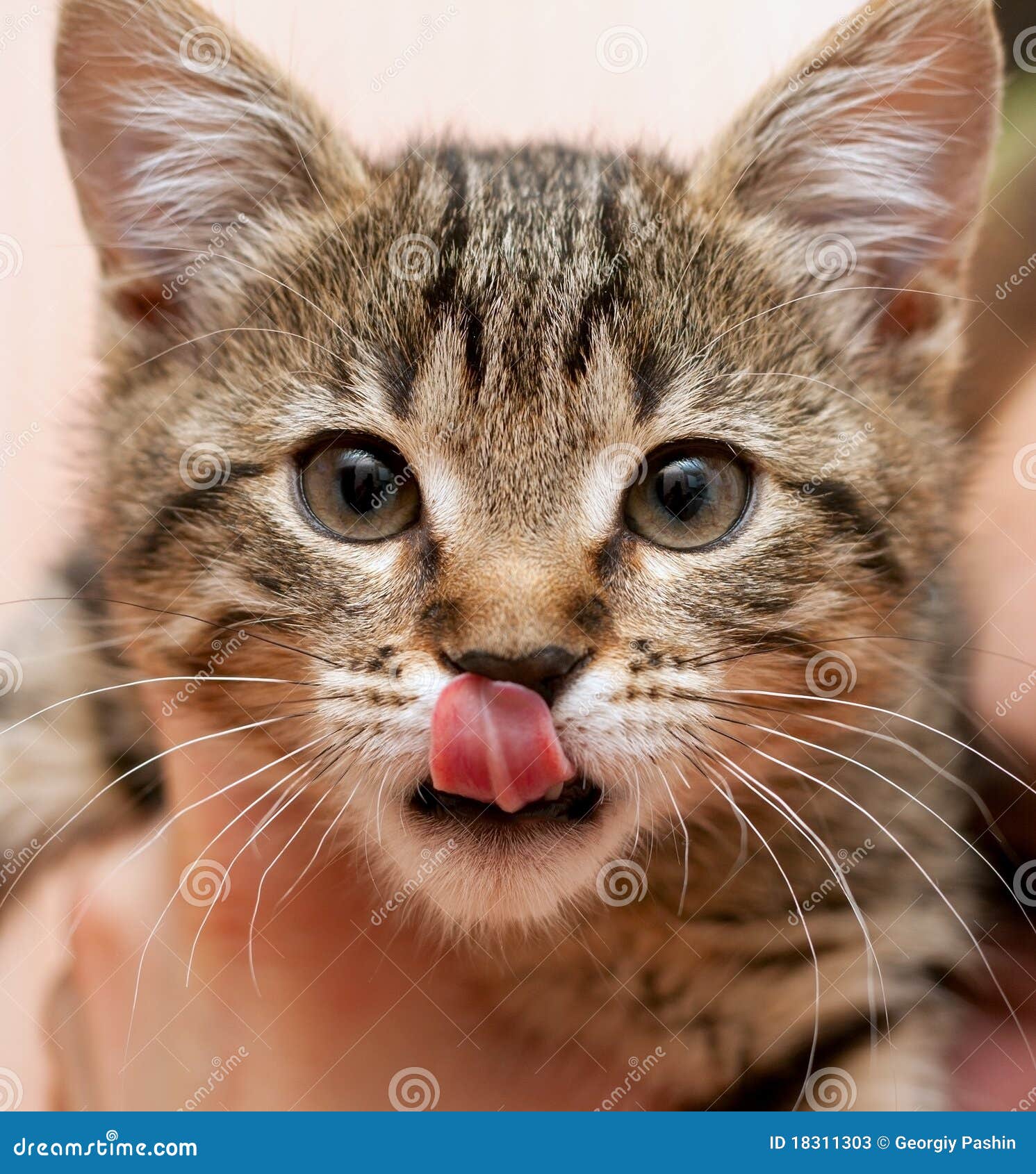 Kitty Lick 420