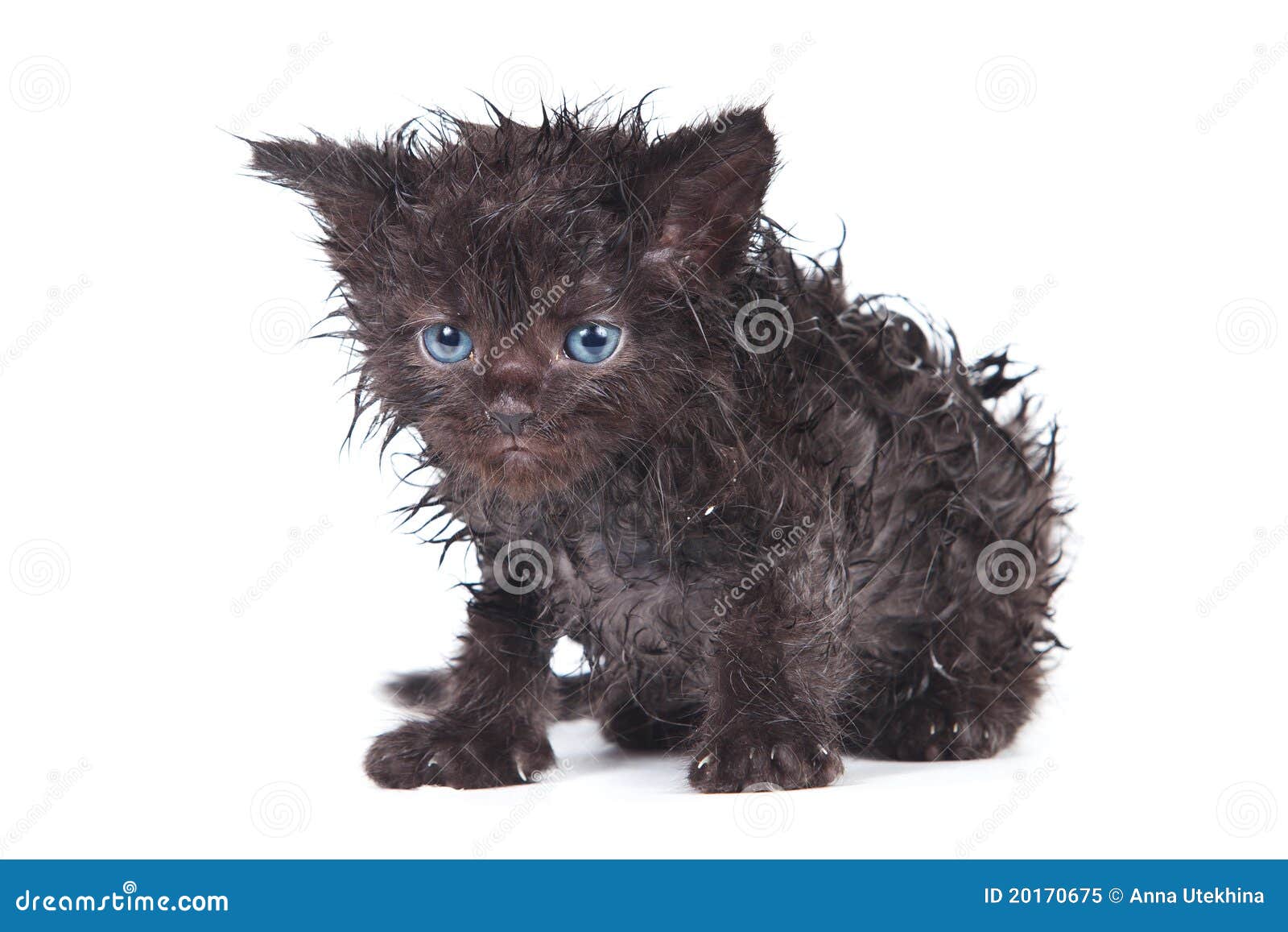 Wet Kitty