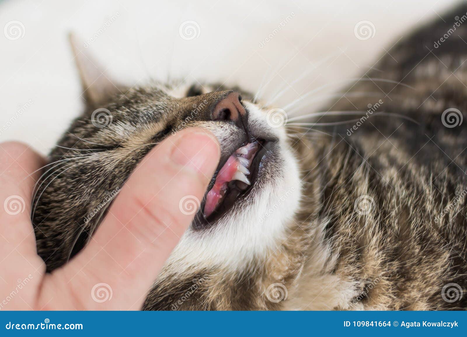 Фото Клыков Кота