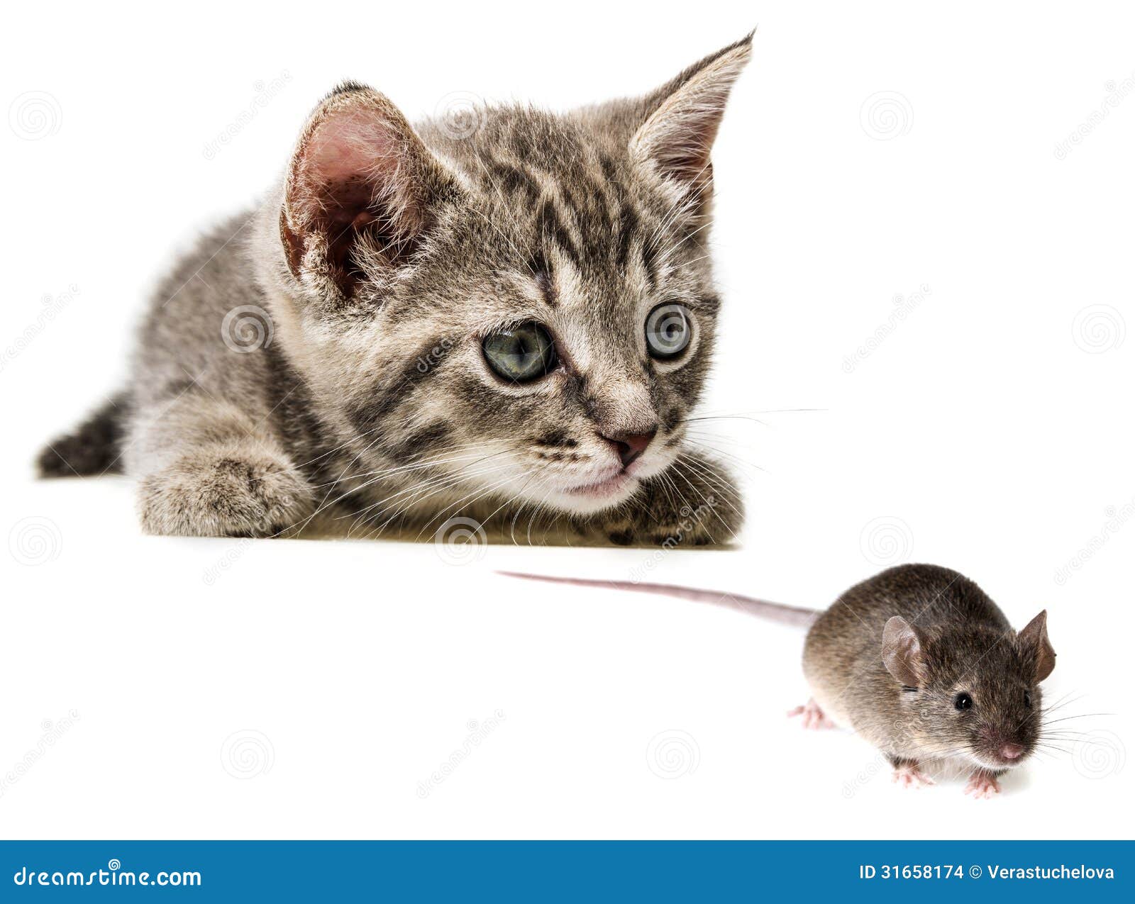 Kalel Kitten Twitter