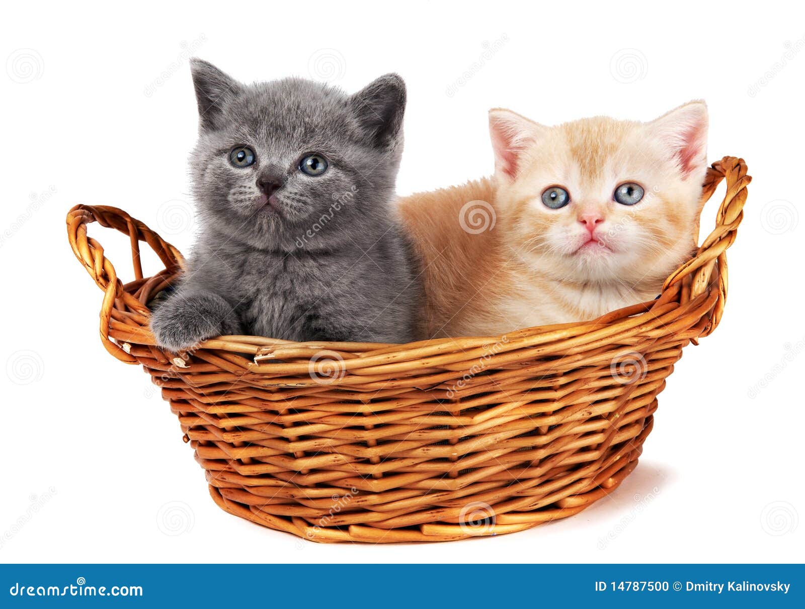 Chat Roos