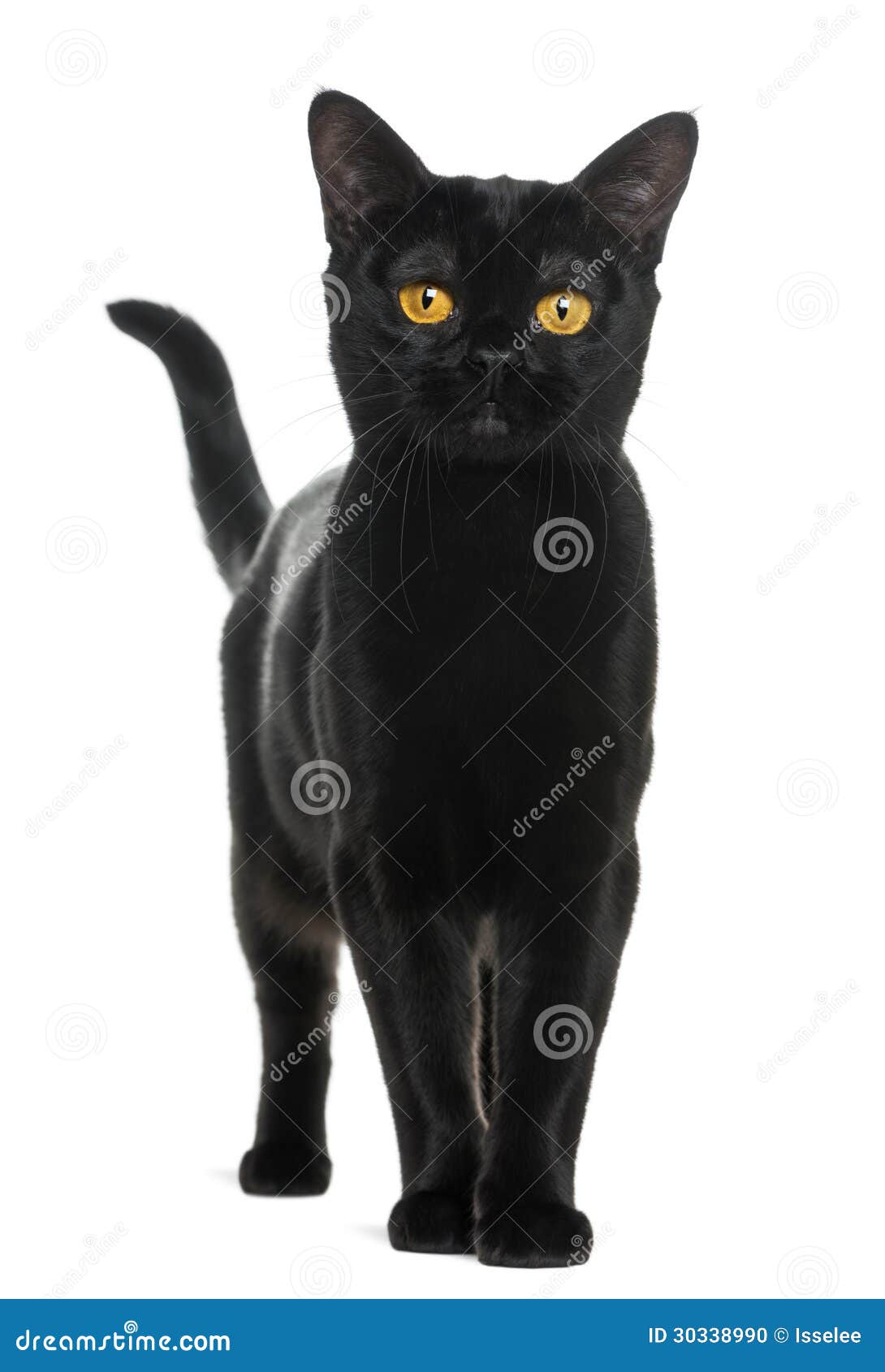 Бомбейская Кошка Купить В Новосибирске