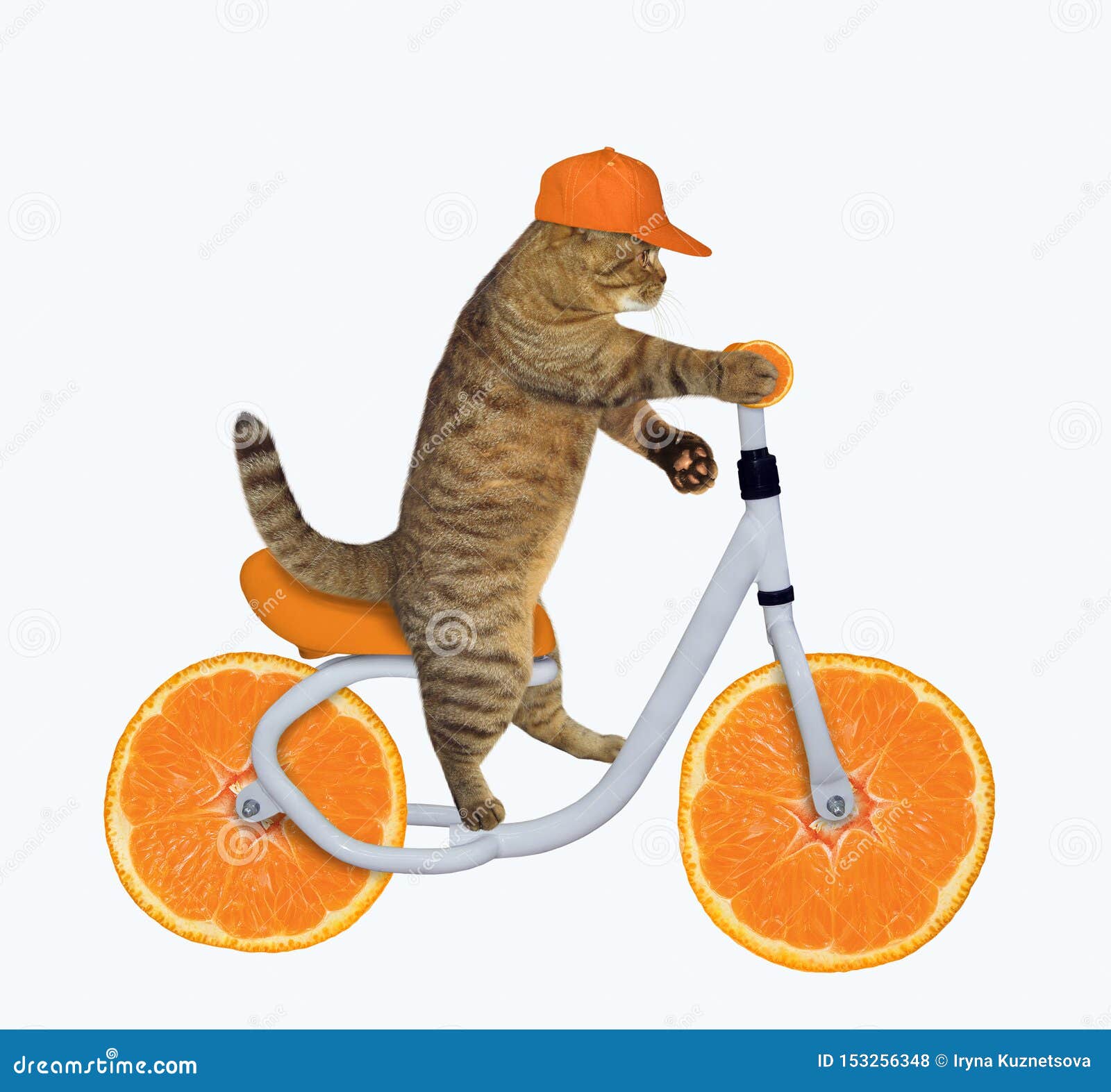 Котики На Велосипеде Картинки