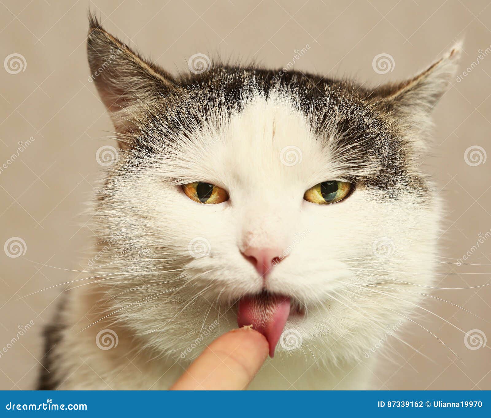 Cat Lick Cock