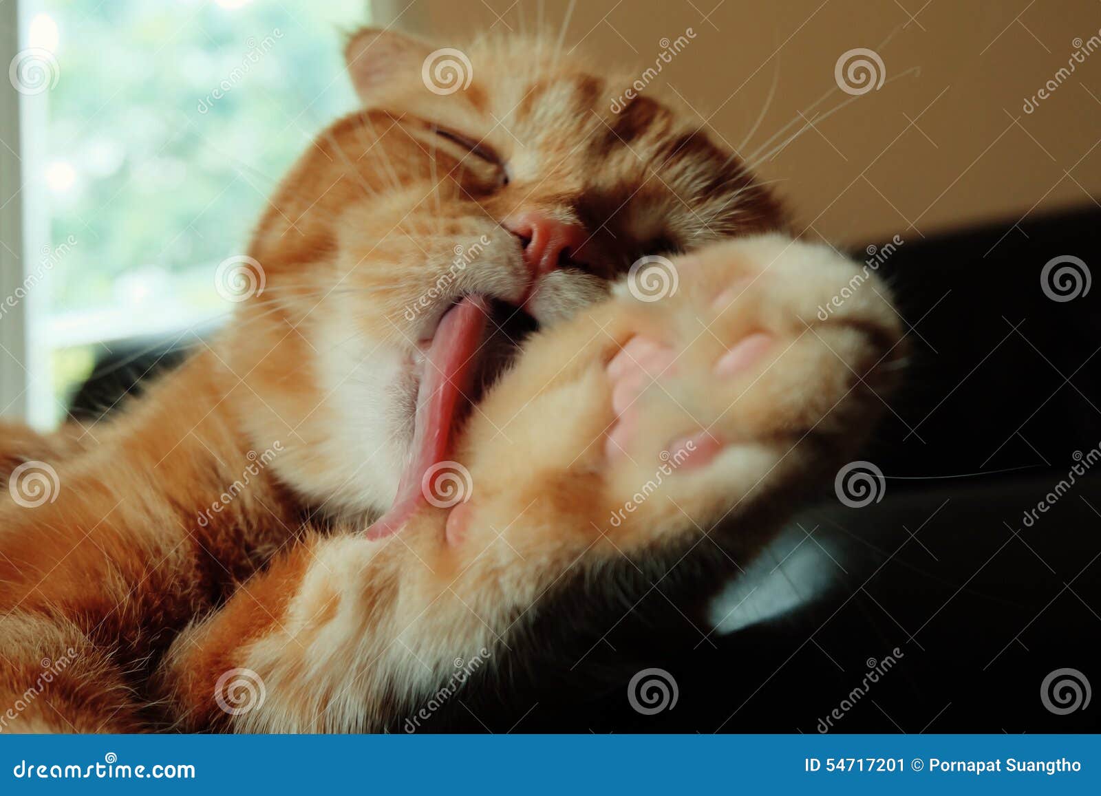 Kitty Lick 420