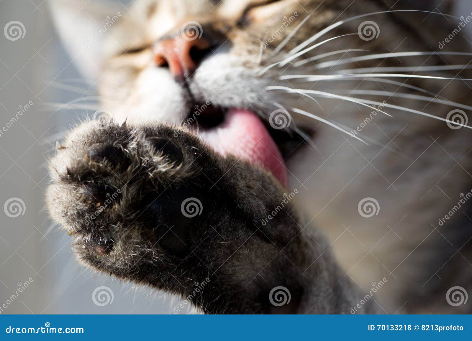 Cat Lick Cock