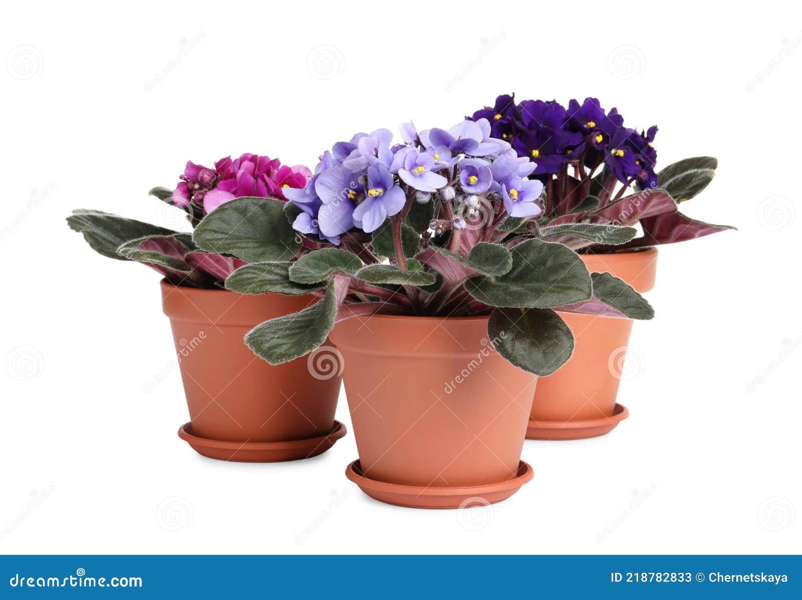 Купить Фиалку В Горшке В Уфе