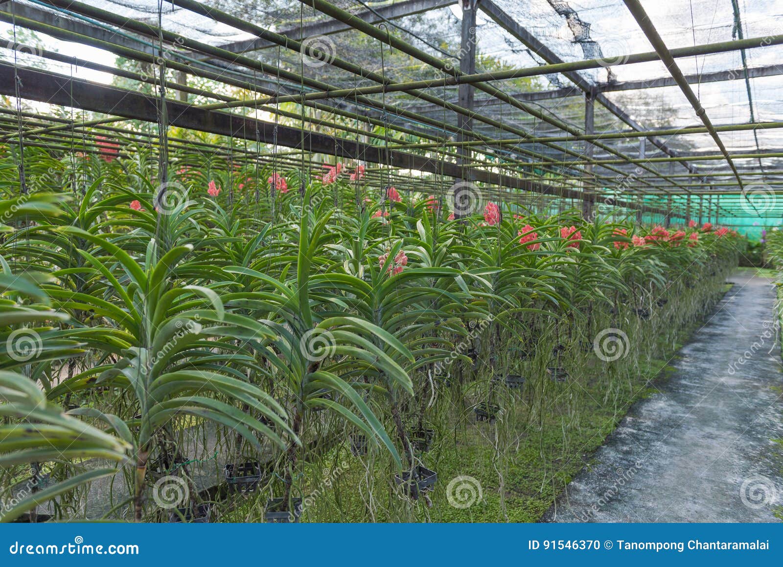 Орхидеи Из Питомника Купить Тайвань Оптом