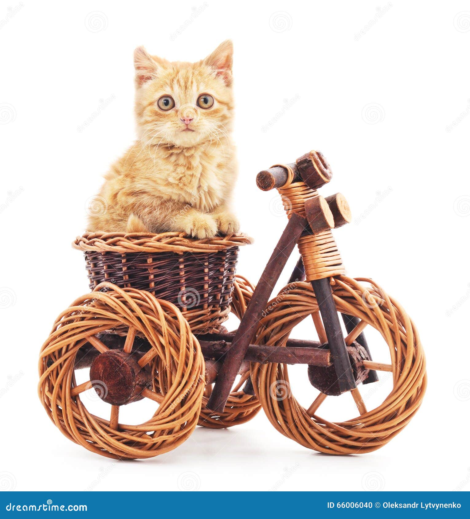 Котики На Велосипеде Картинки
