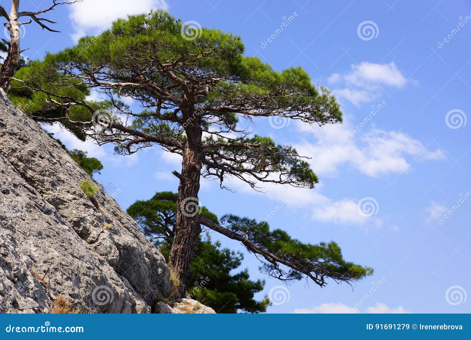 Сосна Крымская Купить В Краснодаре