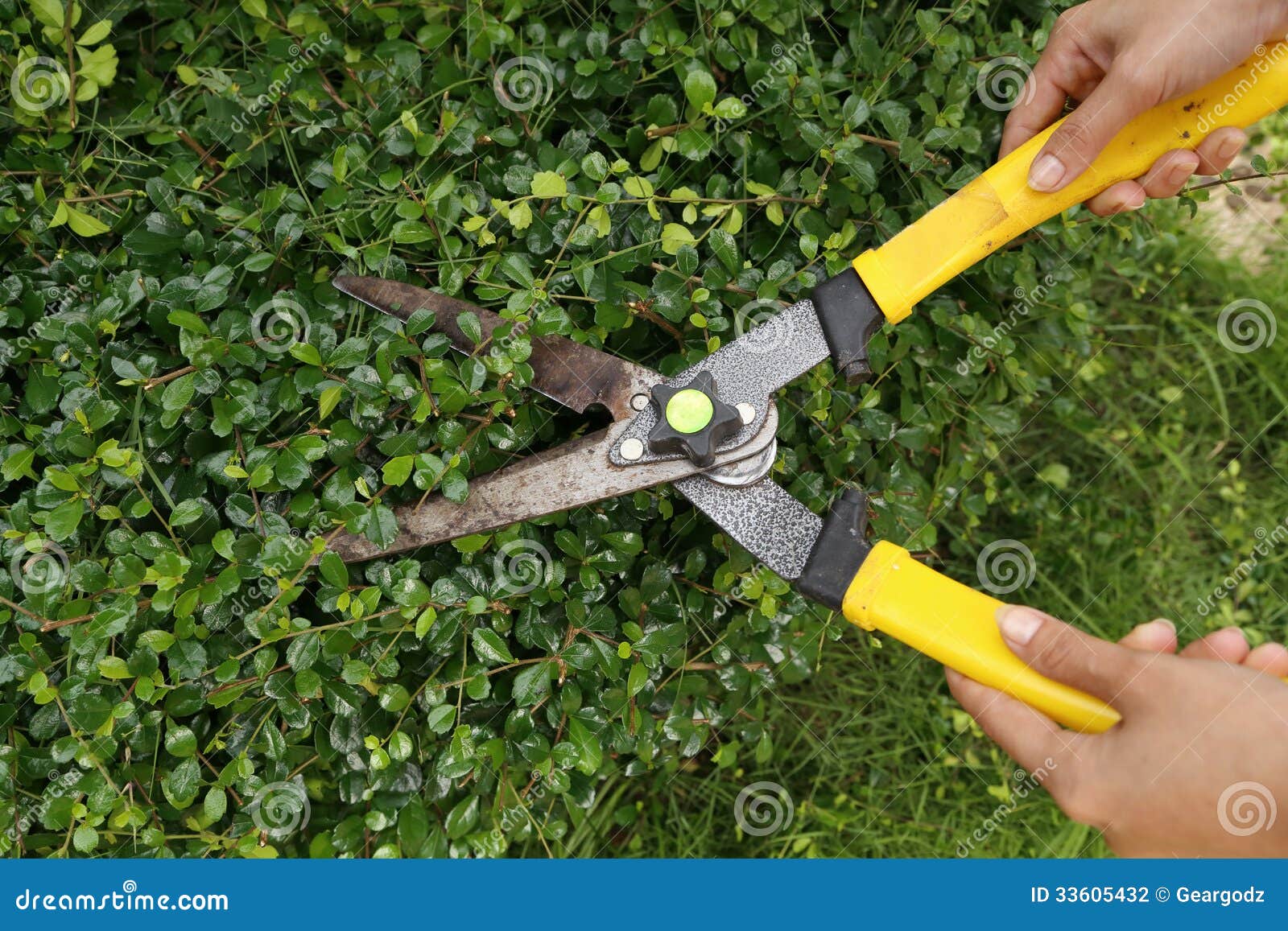 Trimmed Bush