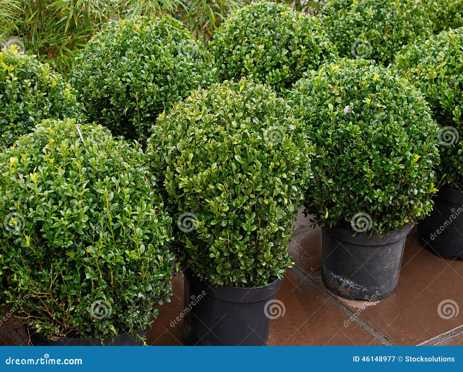Trimmed Bush