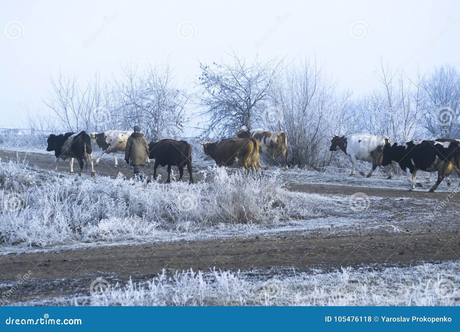 Коровы Зимой Фото
