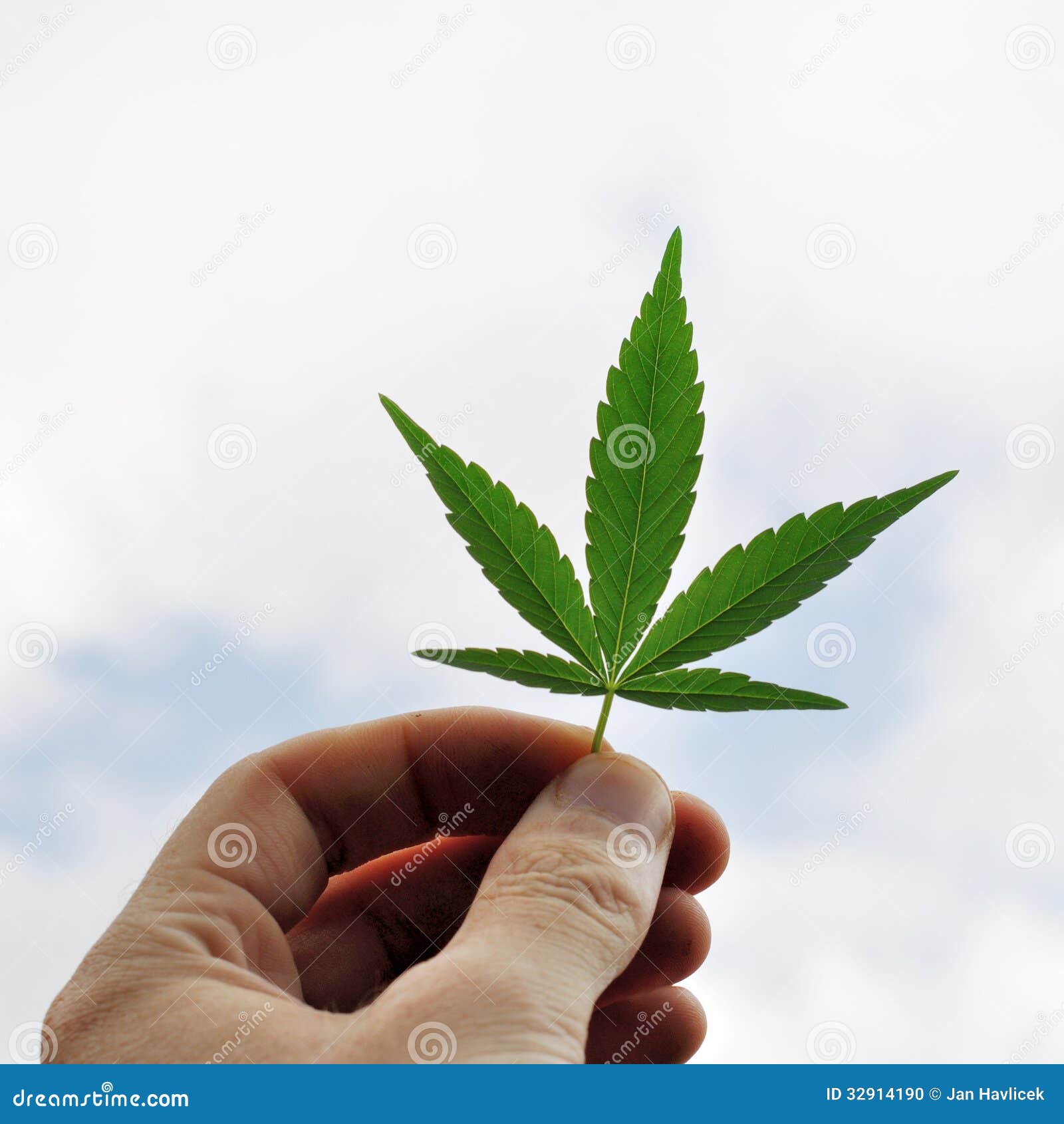 Where Is Sativa Rose