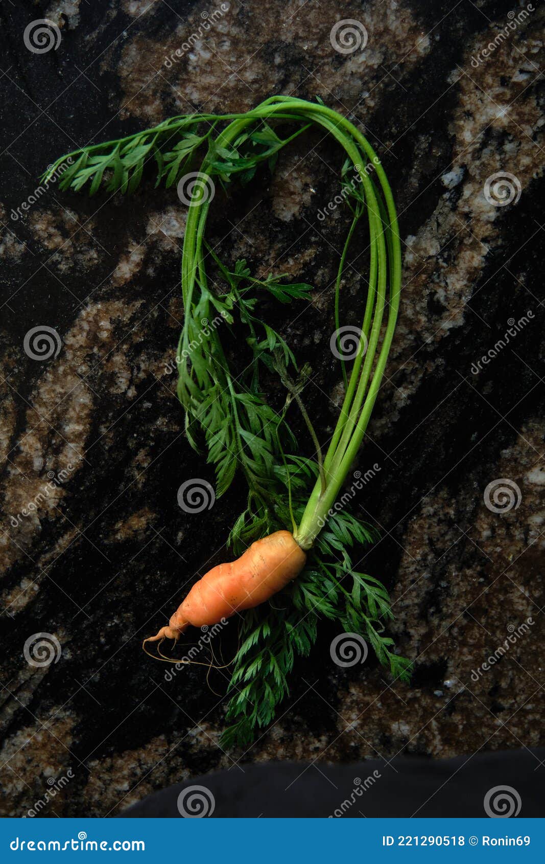 Маленькая Морковка Купить