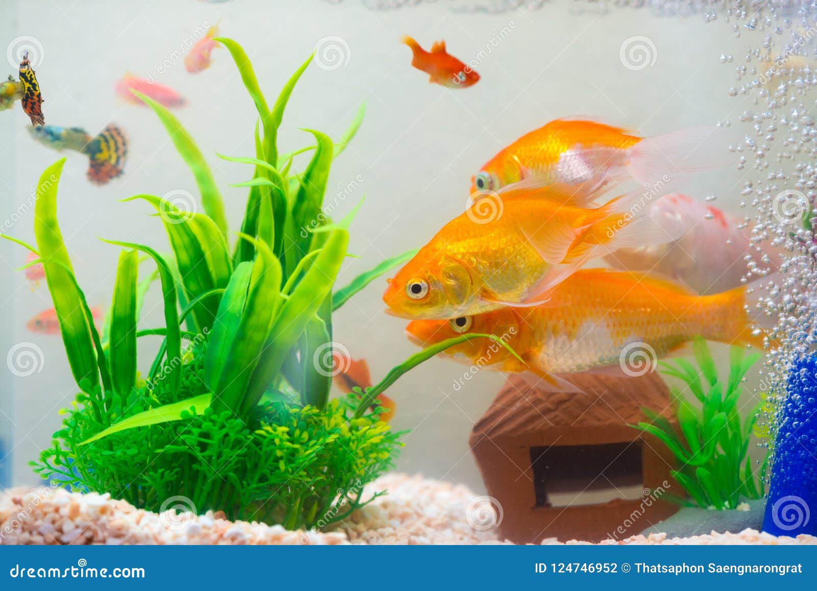 Золотые Рыбки Аквариумные Купить В Спб