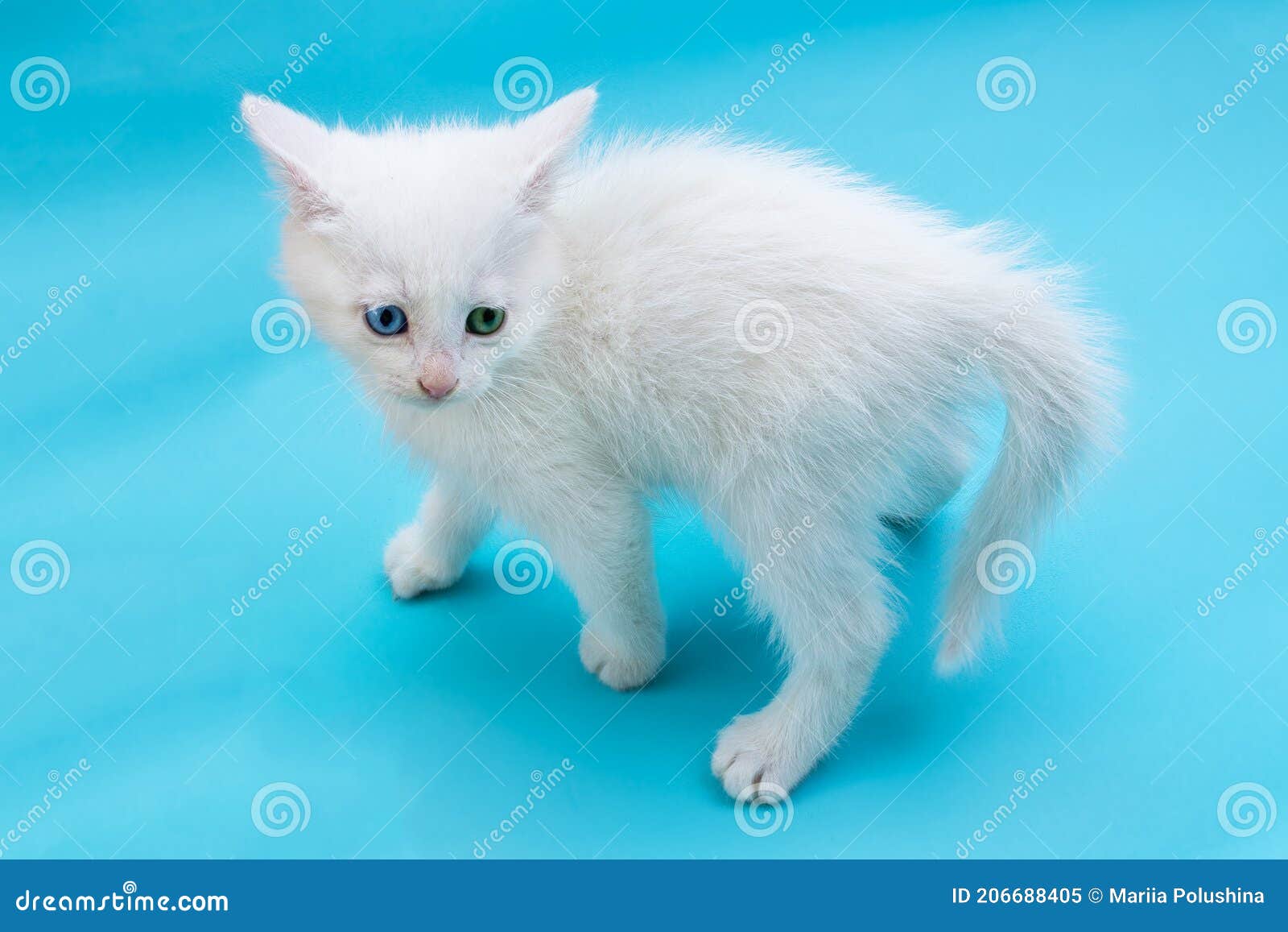 Купить Белого Котенка Мальчика