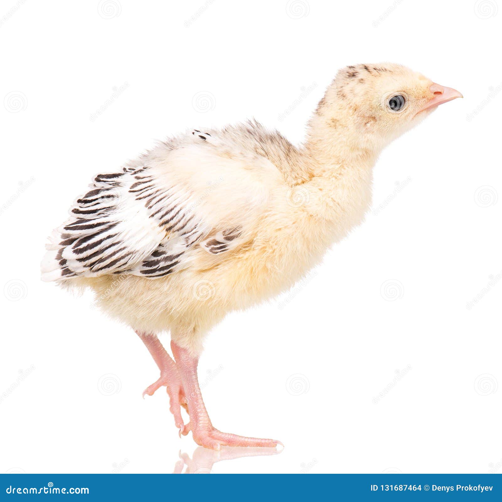 Купить Цыплят Индюшат В Московской Области