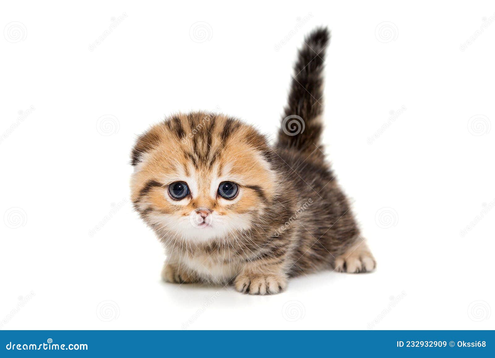 Seafoam Kitten Age