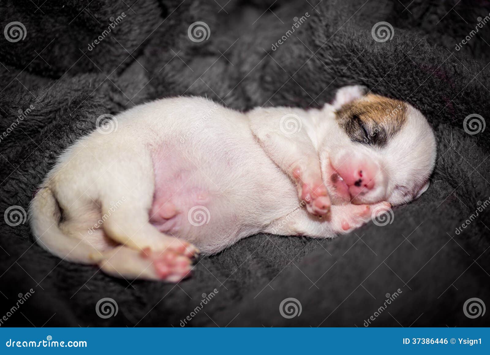 Где Купить Новорожденного Щенка