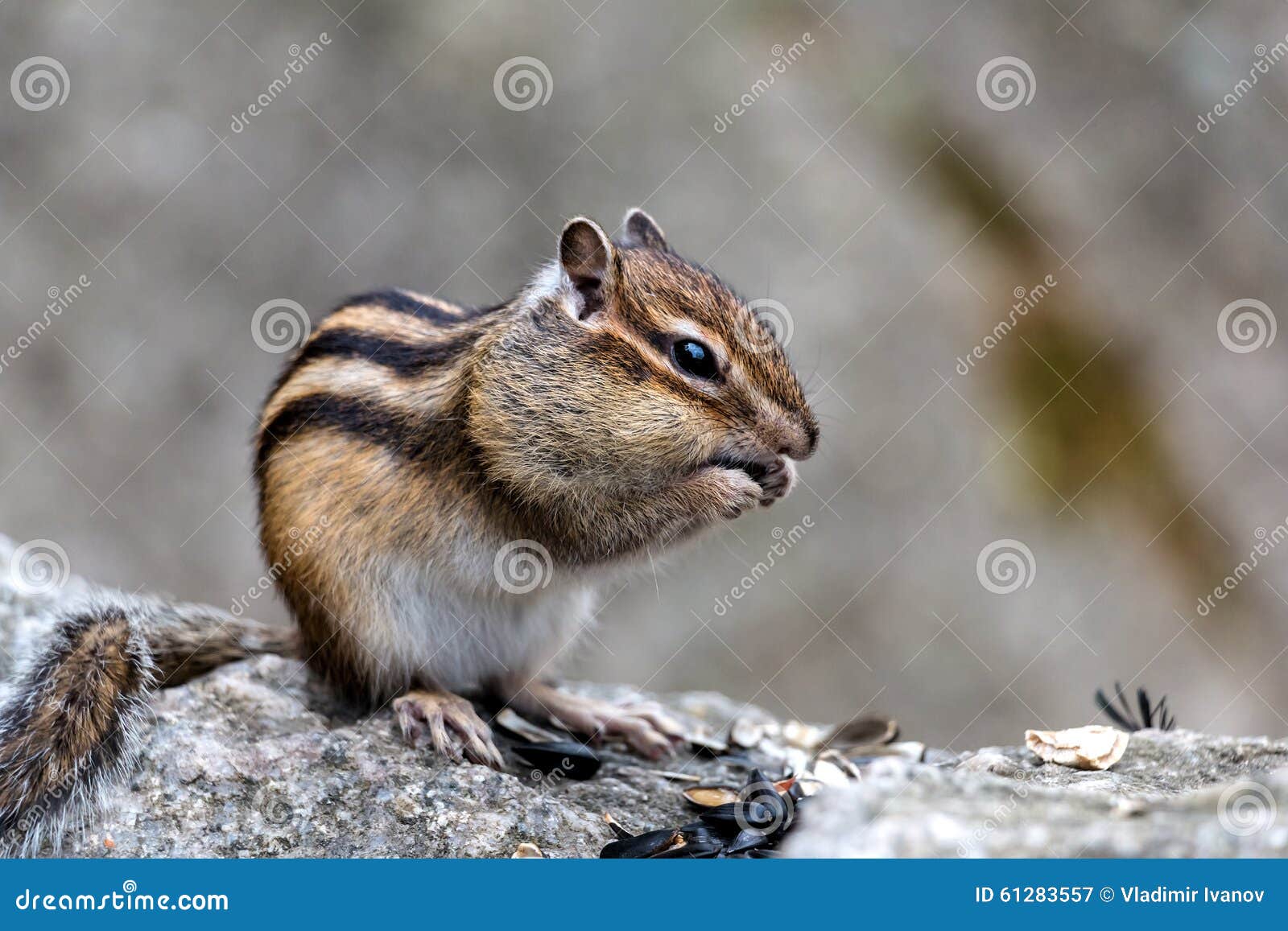 Lil Chipmunk Twitch