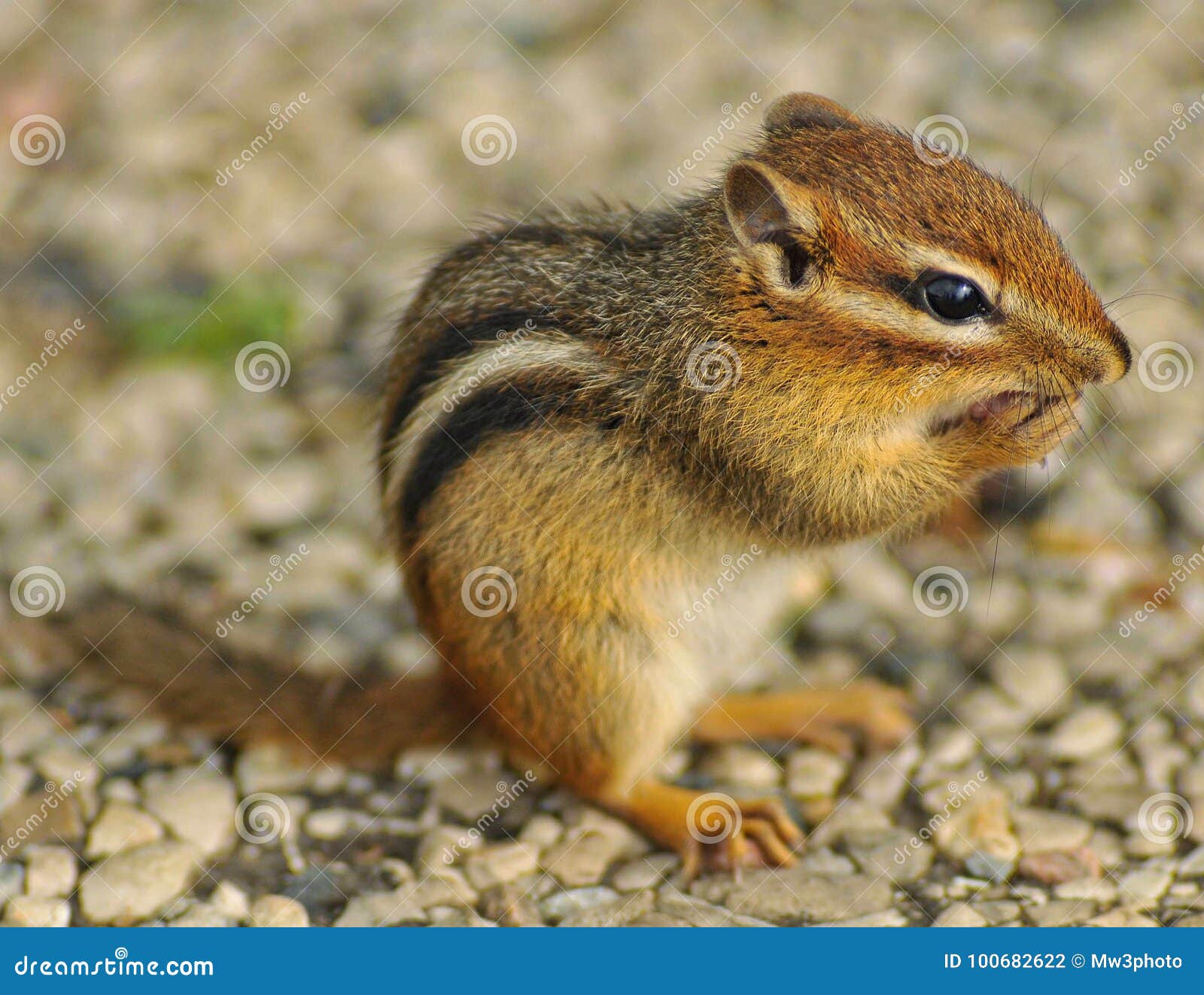 Lilchipmunk Flash