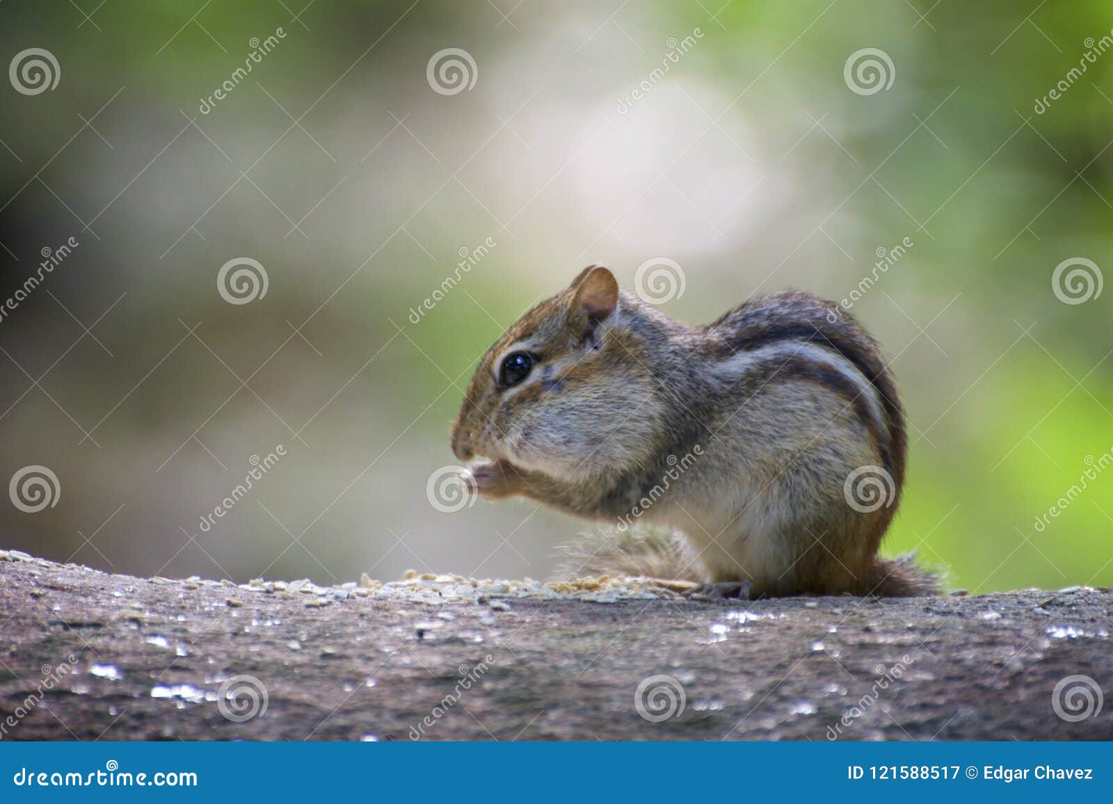 Lil Chipmunk Twitch