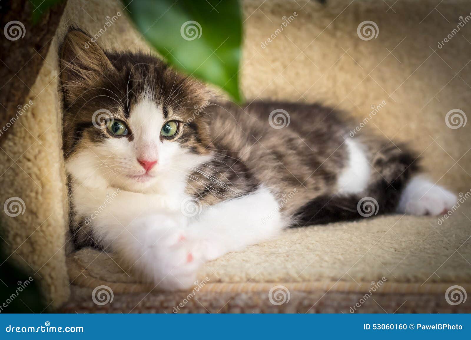 Фото Зеленых Котят