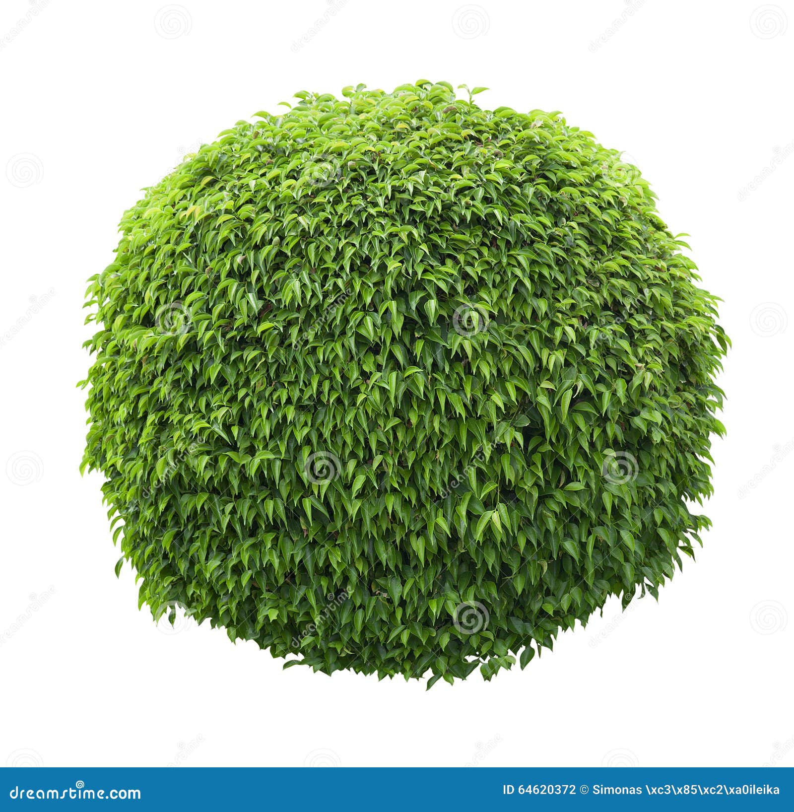 Trimmed Bush