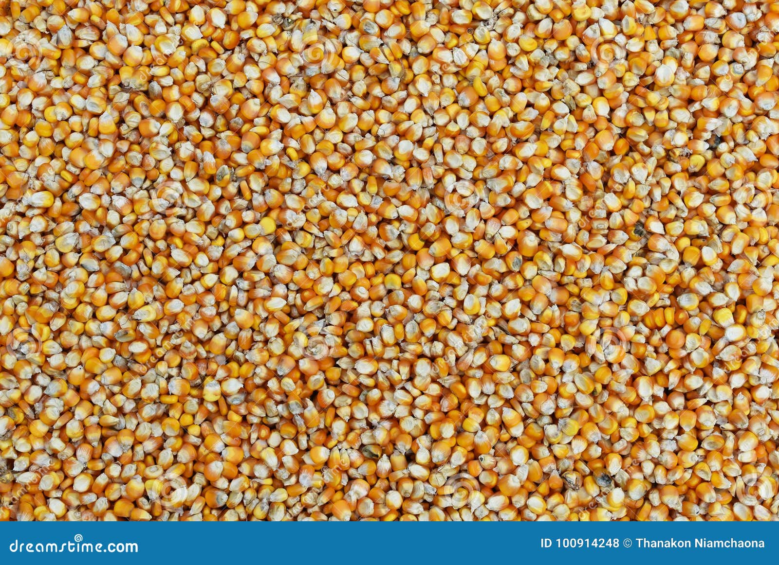 Купить Кукурузу На Авито Оптом