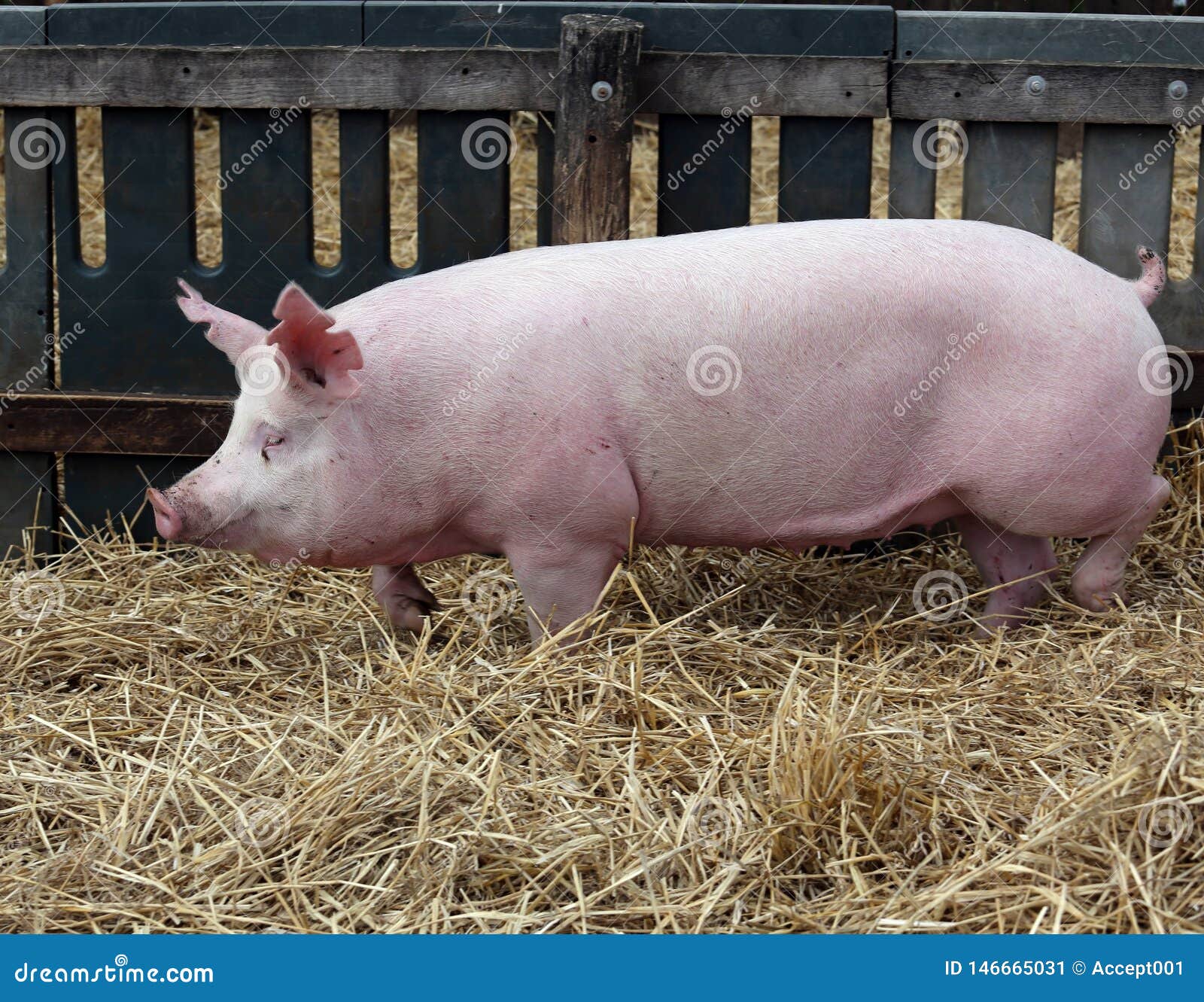 Купить Свинину Живым Весом В Глубоком