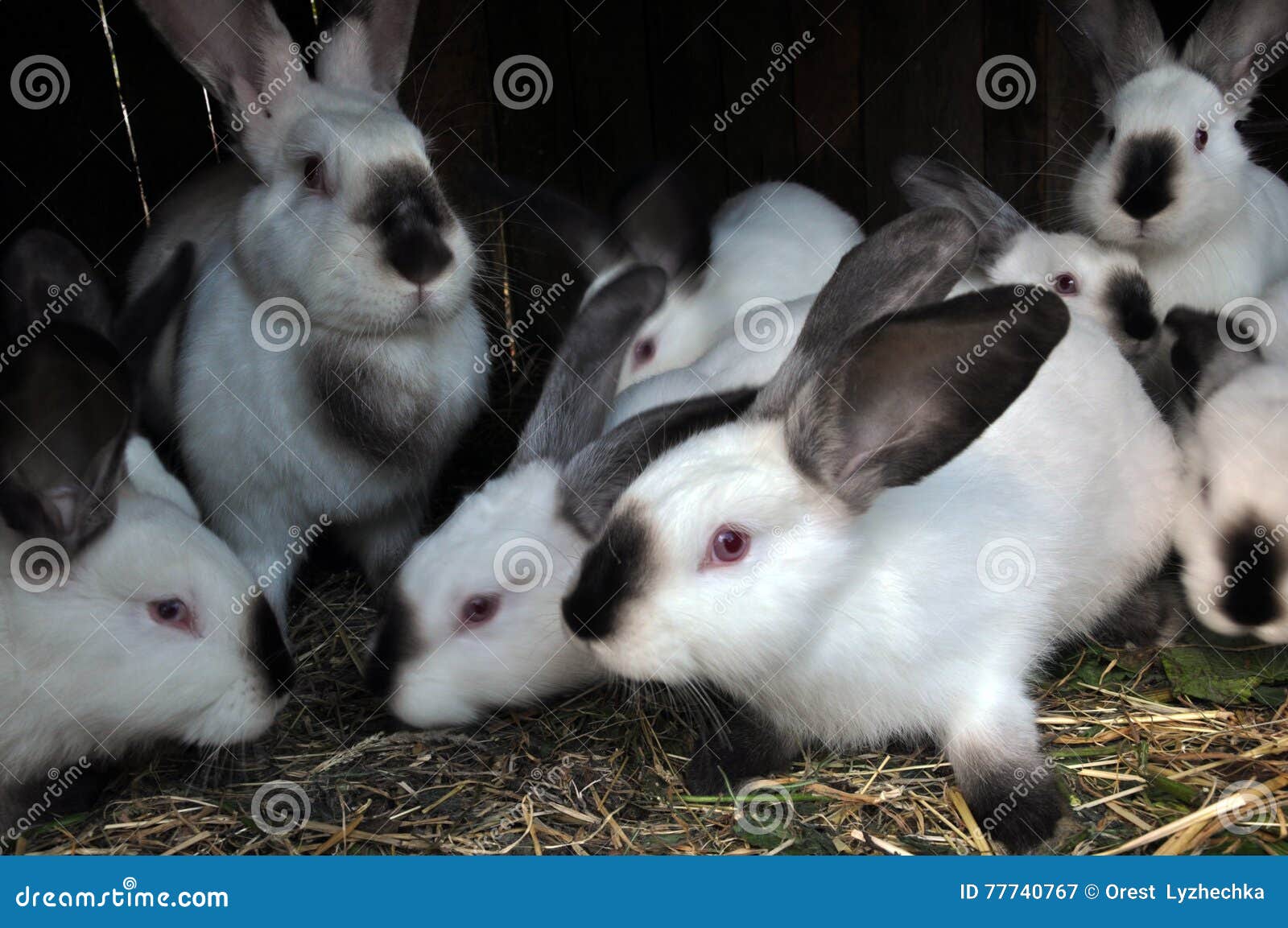 Купить Декоративного Кролика В Симферополе