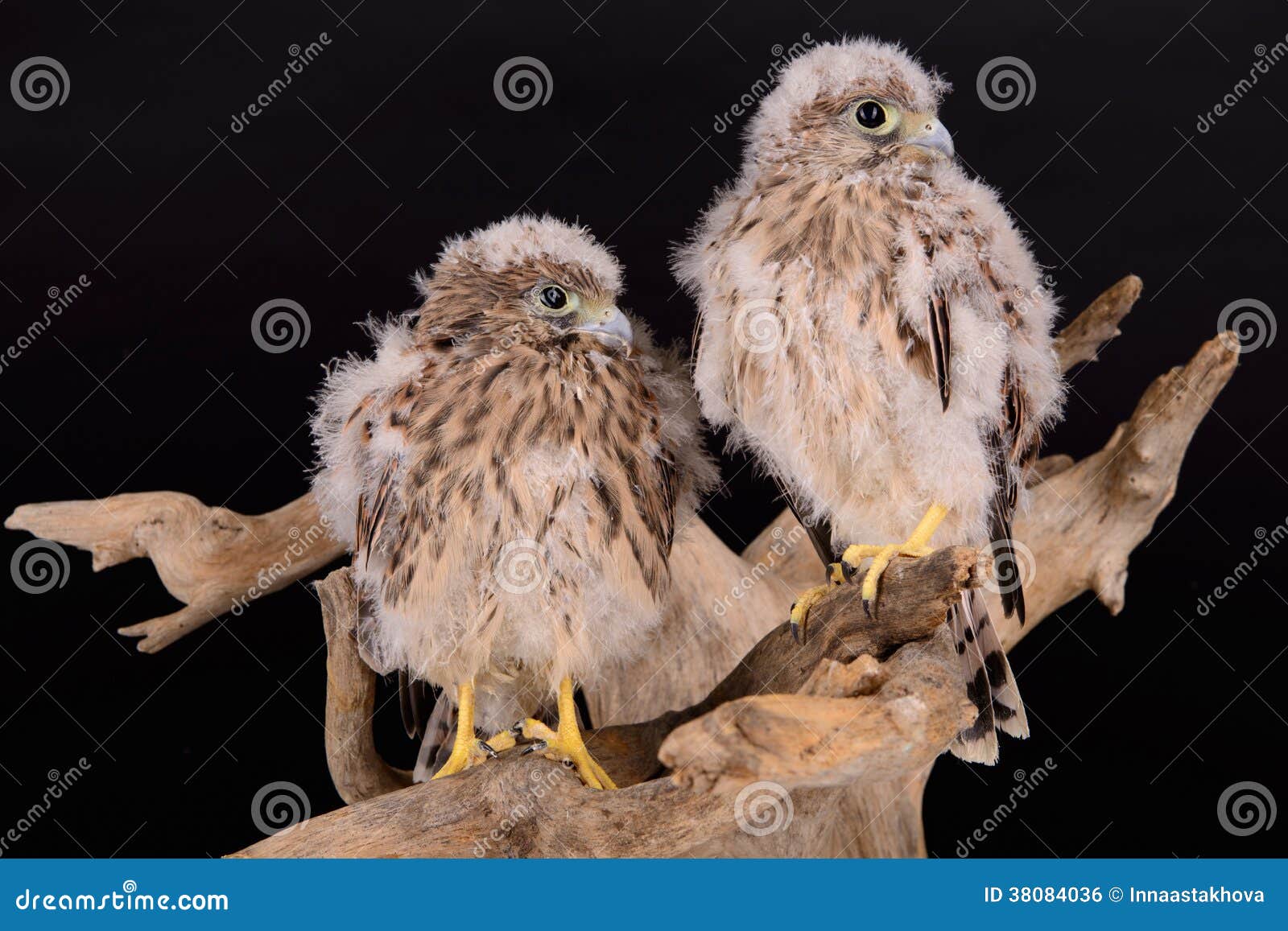 Ip Chicken Hawk