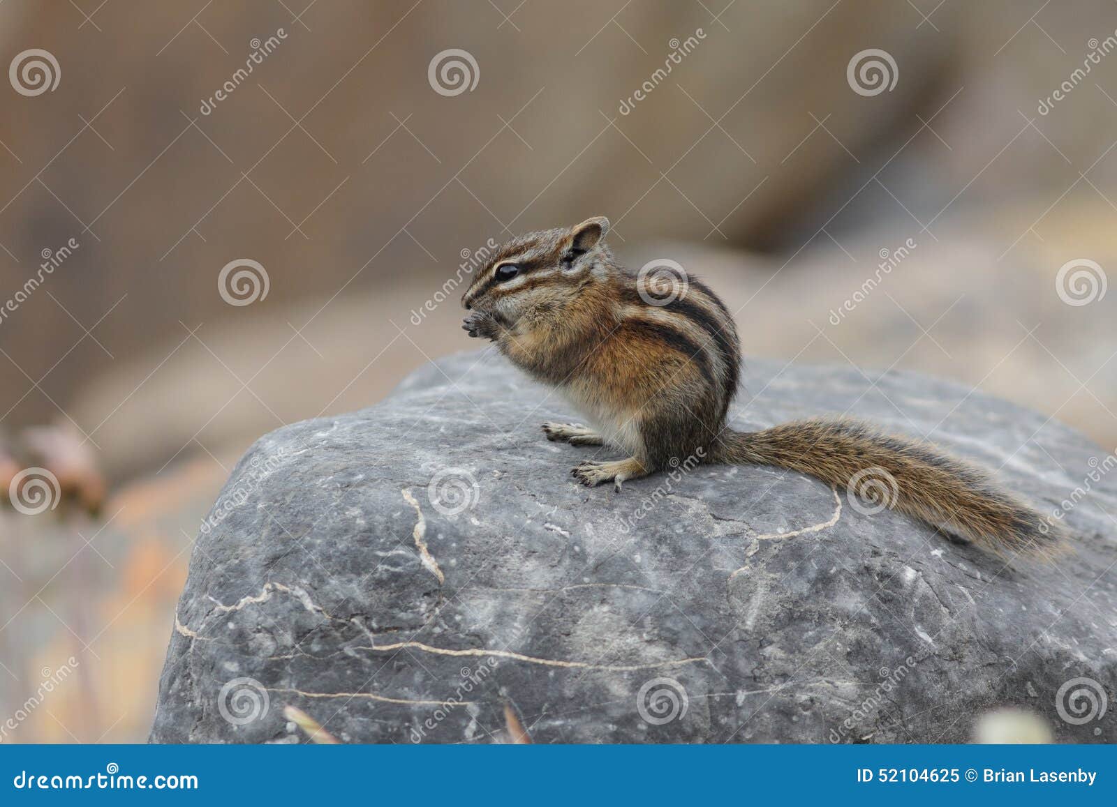 Lil Chipmunk