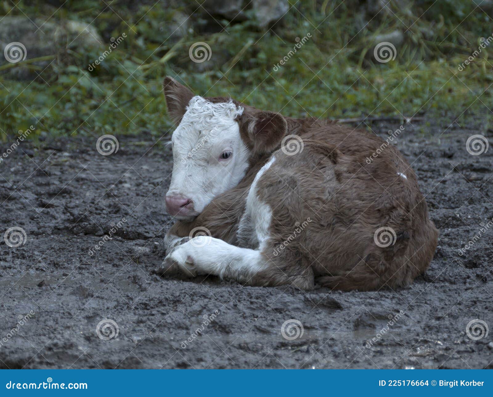 Новорожденный Теленок Фото