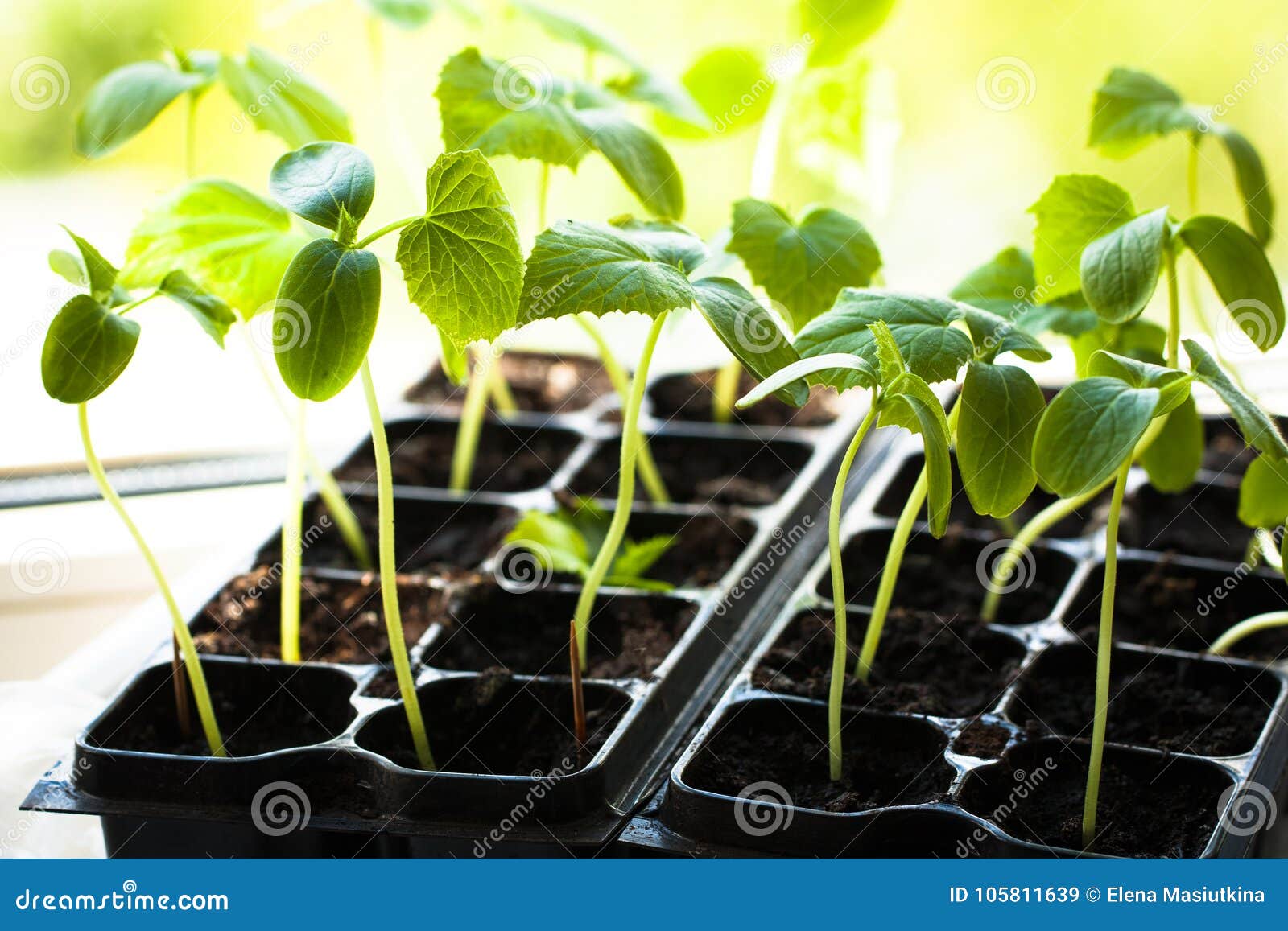 Купить Рассаду Огурцов В Спб