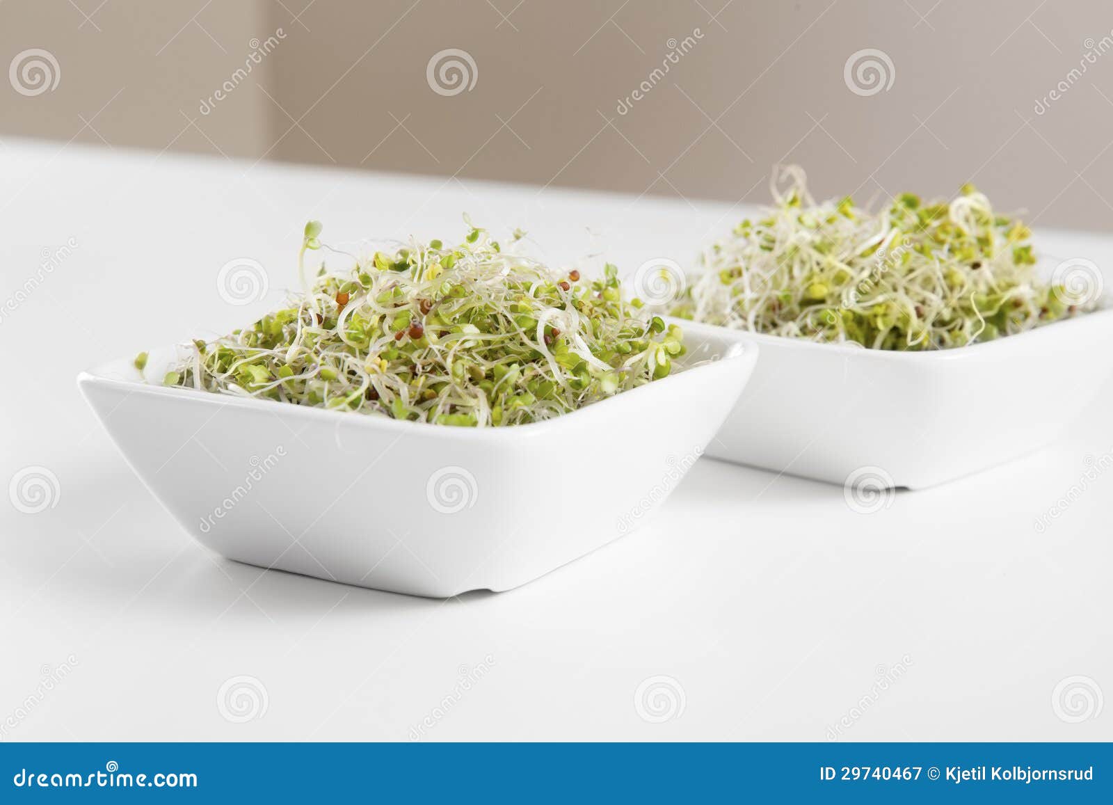 Broccoli Sprouts Купить