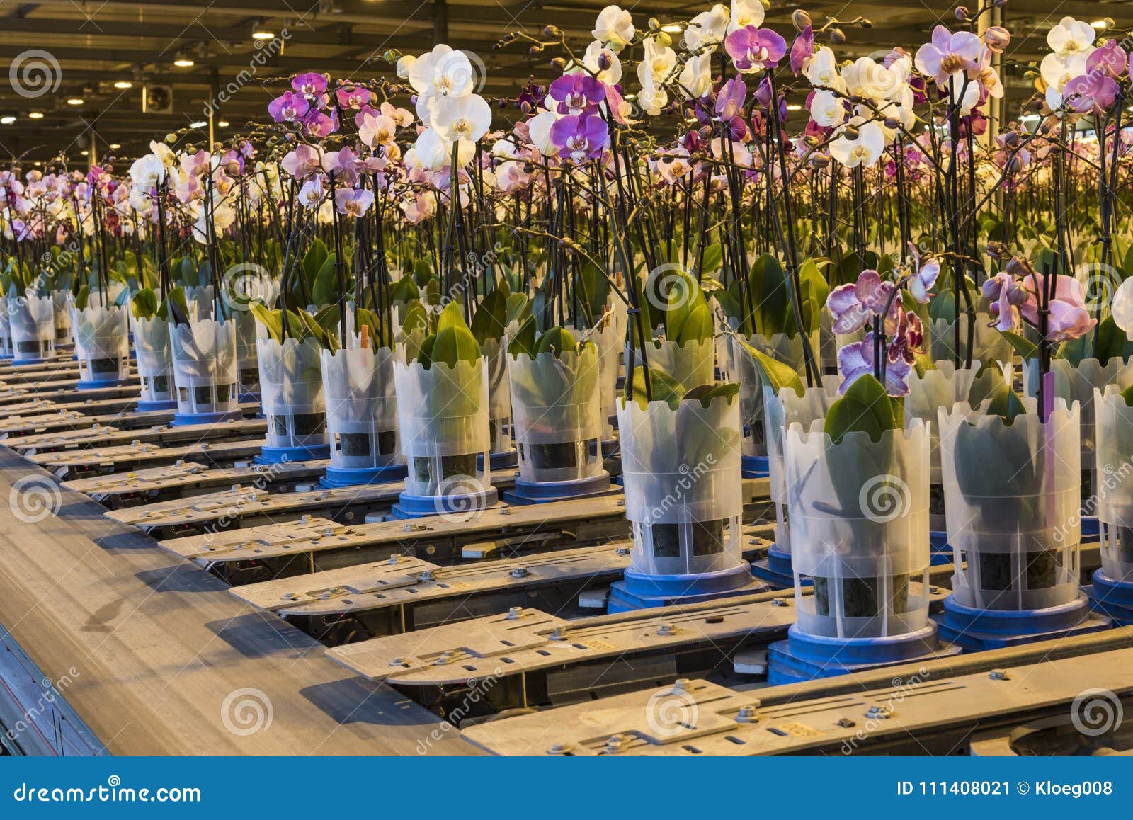 Орхидеи Из Питомника Купить Тайвань Оптом