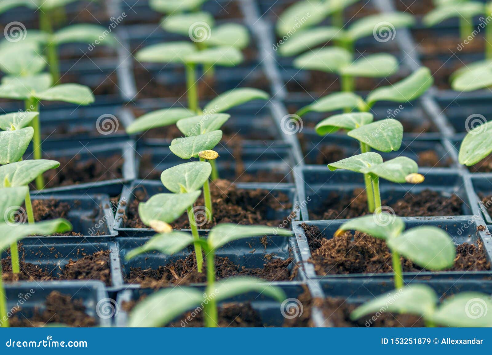 Купить Рассаду Огурцов В Спб