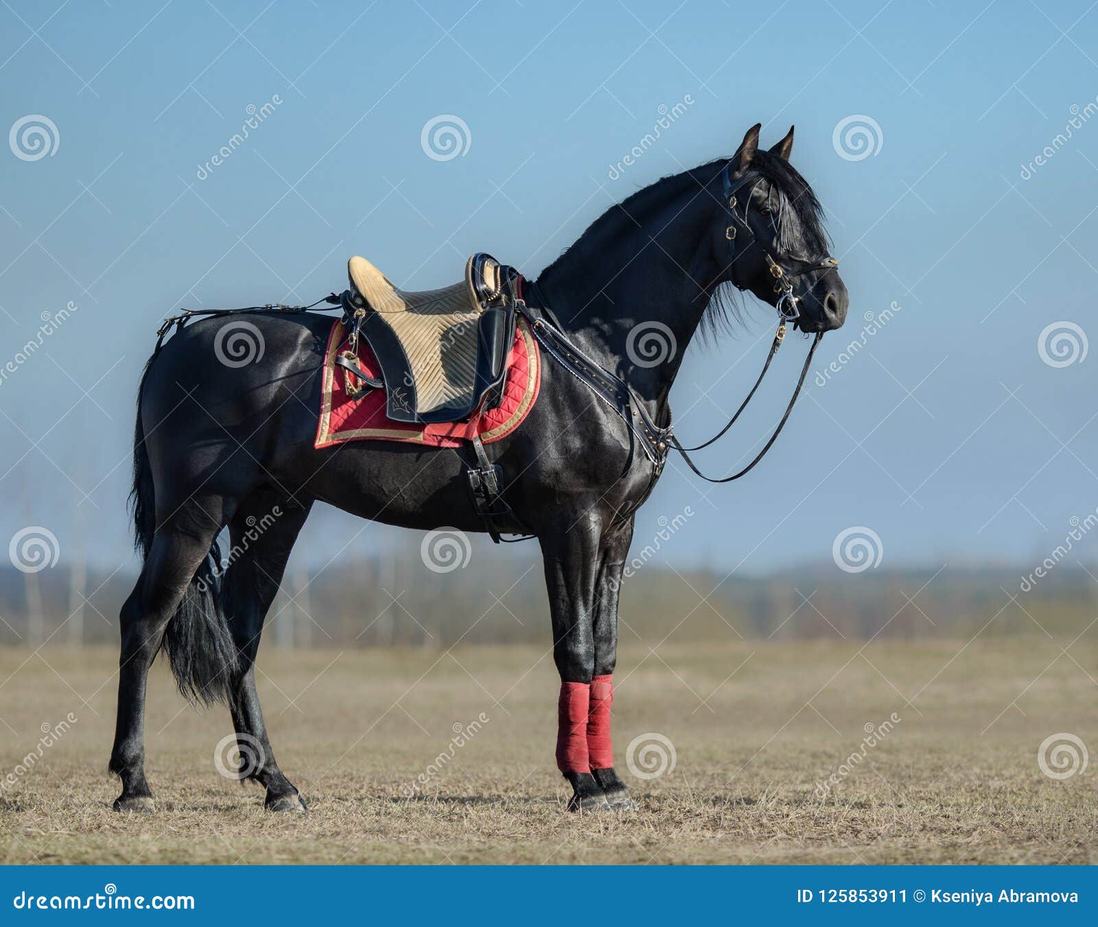 Купить Андалузскую Лошадь Под Заказ