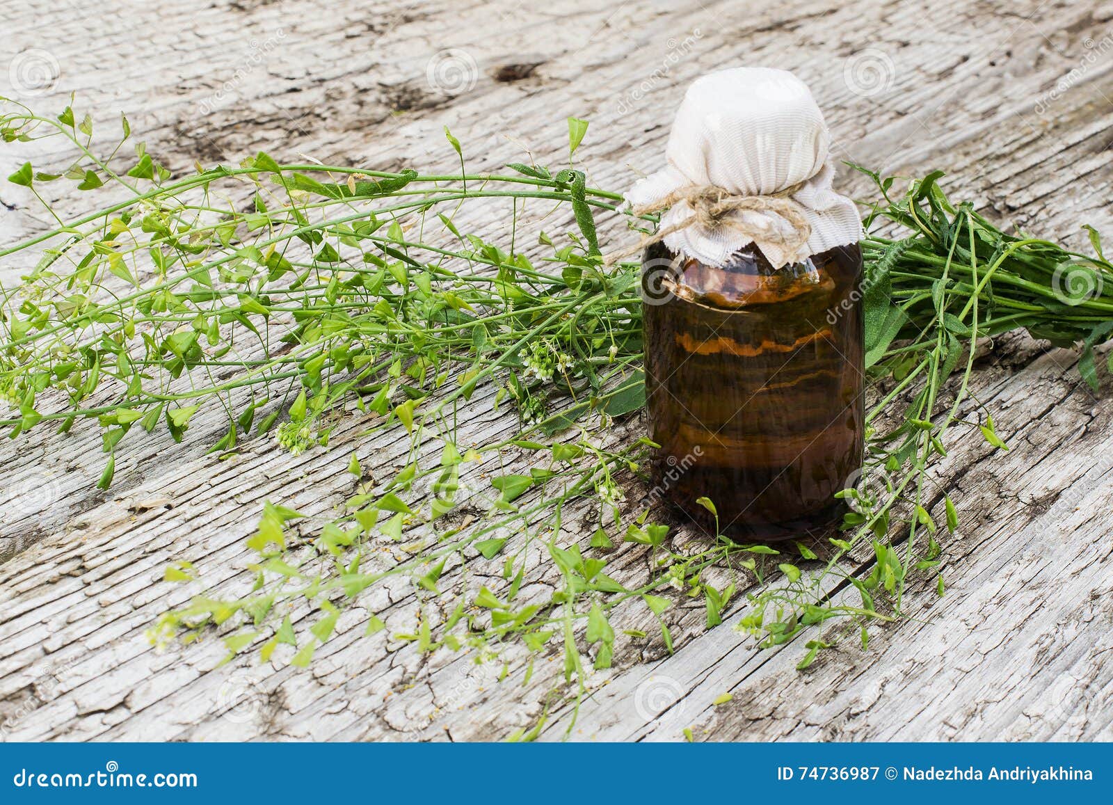 Экстракт Пастушьей Сумки Купить